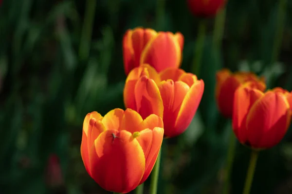 Röda tulpaner blommar på en solig dag i parken på en bakgrund av gröna blad — Stockfoto