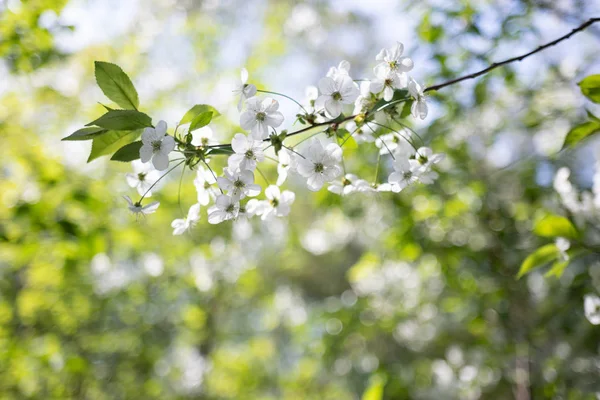 Větev jabloní s bílými květinami na rozostřené pozadí — Stock fotografie