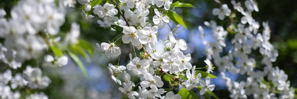 Ramo di melo con fiori bianchi su sfondo sfocato — Foto Stock