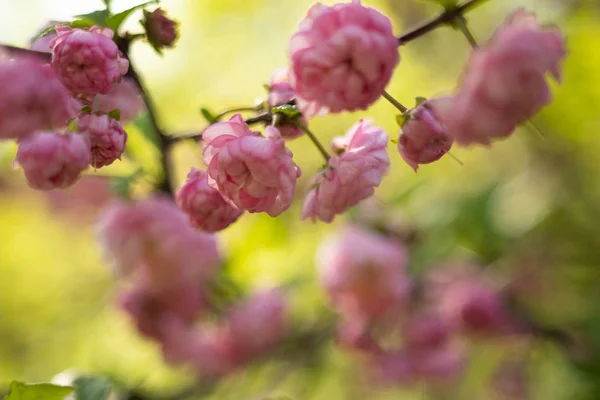 Sakura. kwiat wiśni wiosną, piękne różowe kwiaty — Zdjęcie stockowe