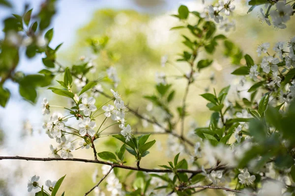 Kvetení třešňových květů na jaře se zelenými listy, makro, rám — Stock fotografie
