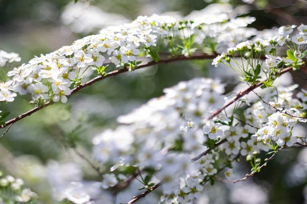 På grenen Spirea blomade många små blommor. Textur eller bakgrund. — Stockfoto