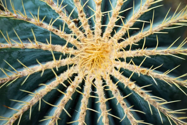 Abstrakt kaktus närbild — Stockfoto