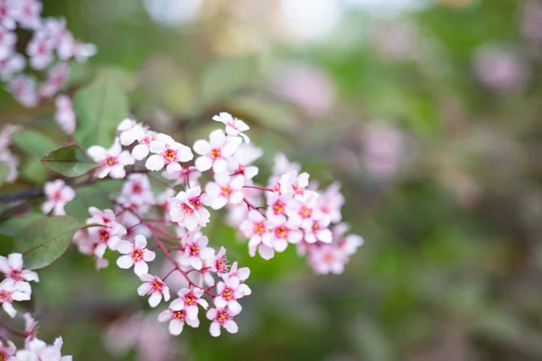 V jarní zahradě rostou purpurové květy bergenie. Zavři to. Bergenia cordifolia purpurea. — Stock fotografie