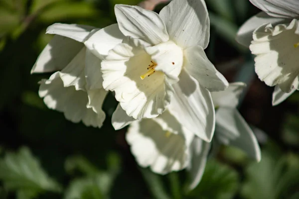 Las primeras flores de primavera son narcisos blancos sobre un fondo de follaje —  Fotos de Stock