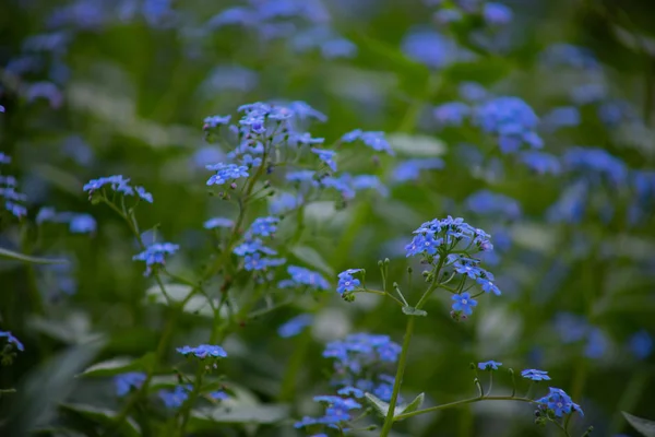 Pequenas flores azuis Os macrófilos Brunner florescem no jardim da primavera . — Fotografia de Stock