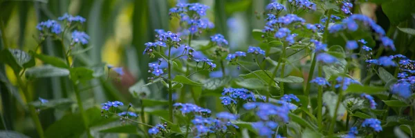 Küçük mavi çiçekler Brunner macrophiles bahar bahçesinde çiçek. — Stok fotoğraf