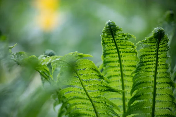 Groene Fern verlaat close-up wazig natuurlijke achtergrond — Stockfoto