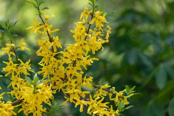 Popularny w Europie krzew Forsythia kwitnie piękne żółte złote kwiaty słoneczny dzień wiosny w parku — Zdjęcie stockowe