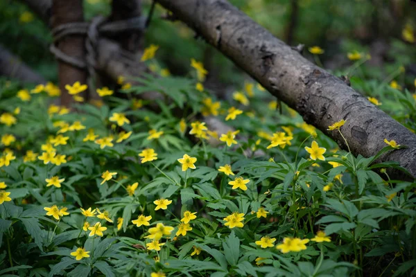 Beaucoup de petites fleurs jaunes dans la forêt, fleurs de forêt de printemps sur le fond de feuilles vertes — Photo