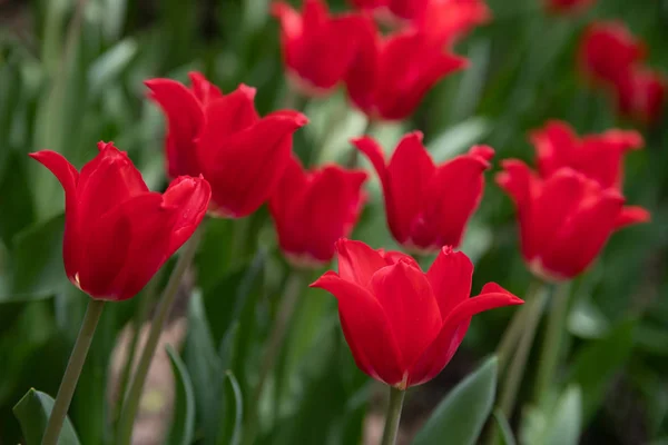 Red tulips bloom on a Sunny day in the Park on a background of green leaves — Stock Photo, Image