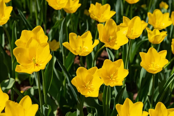 Los tulipanes amarillos florecen en un día soleado en el parque sobre un fondo de hojas verdes —  Fotos de Stock