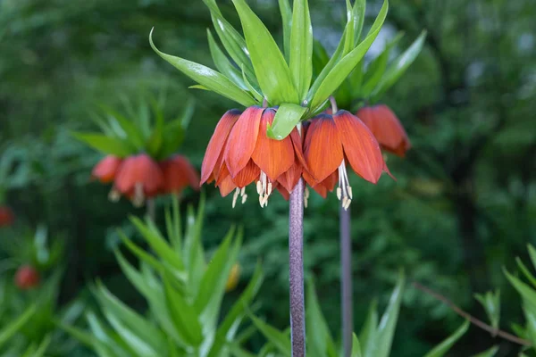Egzotik turuncu çiçek Fritillaria Imperial