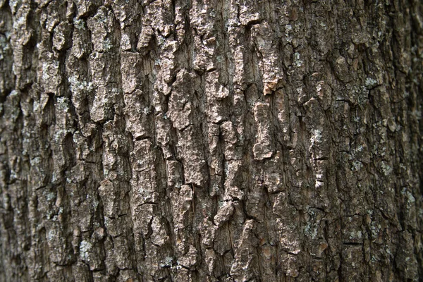 Texture écorce d'arbre — Photo