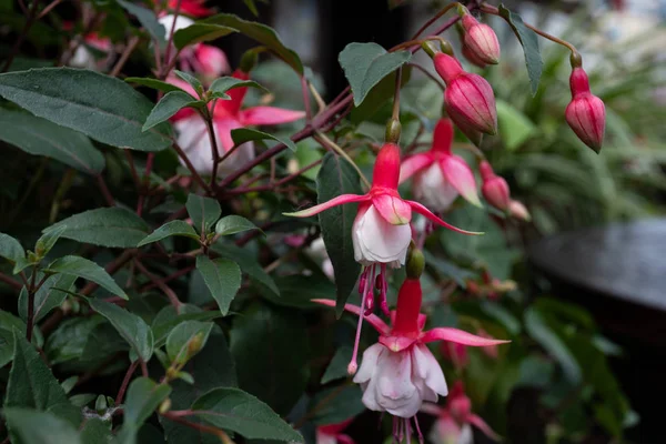Imagen de hermosa flor fucsia magellanica, colibrí fucsia o fucsia resistente, Colgando flores fucsia en el jardín . — Foto de Stock