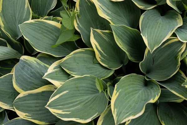 Shade-tolerant plant with decorative green-yellow leaves, can be used as a natural background — Stock Photo, Image