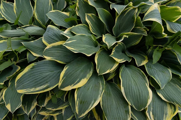 Tanaman yang toleran terhadap bayangan dengan daun hijau-kuning dekoratif, dapat digunakan sebagai latar belakang alami — Stok Foto