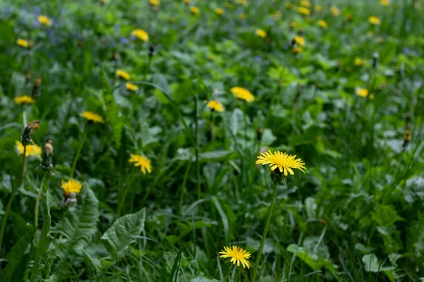 Yellow dandelions field — Stock Photo, Image