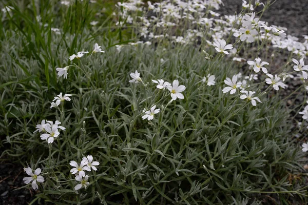 정원에서 피는 예쁜 하얀 꽃들 — 스톡 사진