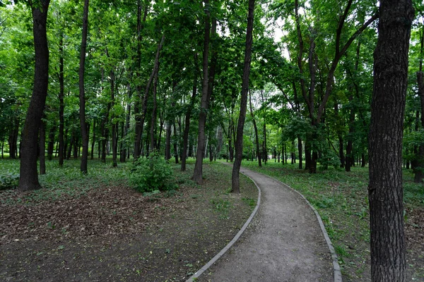 Steegje in het park tussen boomstammen op een zomer-of lentedag — Stockfoto