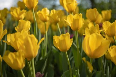 Sarı laleler yeşil yaprakların arka planında güneşli bir günde çiçek açarlar.