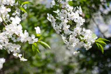 Güzel beyaz çiçekler ile Elma ağacı dalı, yakın çekim