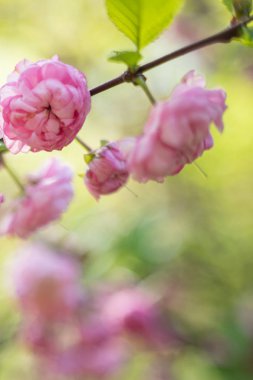 sakura. İlkbaharda kiraz çiçekleri, güzel pembe çiçekler