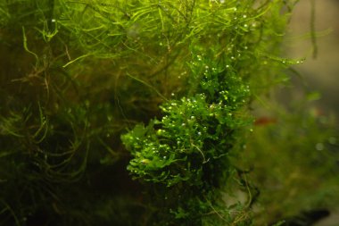 Akvaryum yeşil yosun, akvaryumda flora elemanları