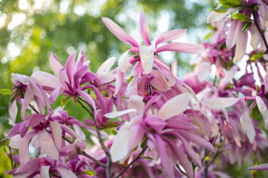 Bir bahar gününde Amazing Pink Magnolia. Baharda çiçek açan Magnolia çiçekleri ve çarpıcı tomurcukları. Magnolia çiçeğinin sıcak renkleri