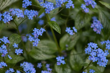 Küçük mavi çiçekler Brunner macrophiles bahar bahçesinde çiçek.