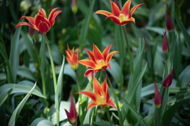 Baharın başında yeşil yapraklı kırmızı desenli sarı laleler.