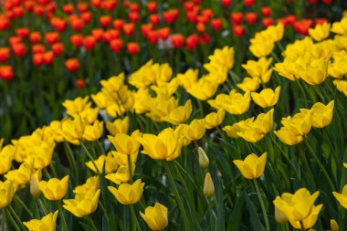 Sarı laleler, arka planda güneşli bir günde çiçek açar.