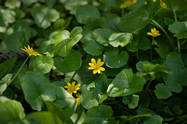 Many small yellow flowers in the forest, spring forest flowers on the background of green leaves — Stock Photo, Image