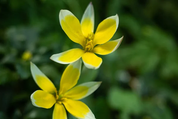 Macro tiroteio de uma flor de tulipa de uma cor excepcional em um contexto verde borrado — Fotografia de Stock