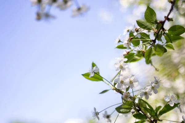 Kvetení třešňových květů na jaře se zelenými listy, makro, rám — Stock fotografie