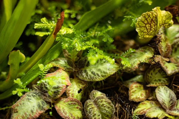 Jarra planta suculenta verde, fondo borroso — Foto de Stock