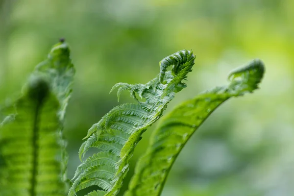 Groene Fern verlaat close-up wazig natuurlijke achtergrond — Stockfoto