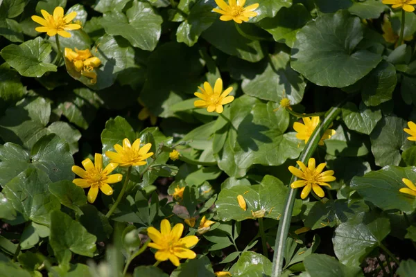 Veel kleine gele bloemen in het bos, lente bos bloemen op de achtergrond van groene bladeren — Stockfoto