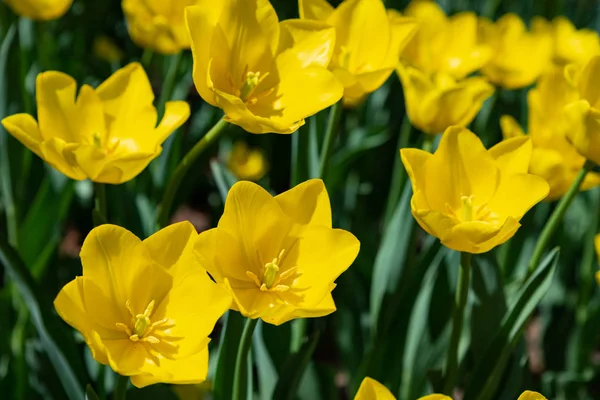 Los tulipanes amarillos florecen en un día soleado en el parque sobre un fondo de hojas verdes —  Fotos de Stock
