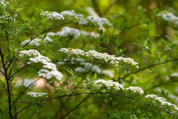 Vita blommor spirea gren för Bakgrund design. Bakgrundskonsistens. Vit bakgrund design. Blommor dekorationer. Festlig bakgrund. Ljus pastell bakgrund. Utrymmets struktur. — Stockfoto