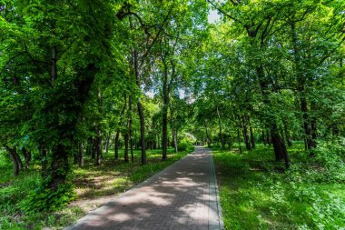 Parkta yeşil ağaçlar arasında yol, sabah görünümü.