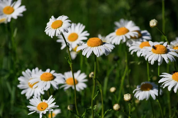 White daisies on a green background on a Sunny summer day — Stock Photo, Image