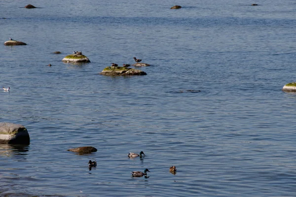 Blaue Enten in der Ostsee an einem sonnigen Sommertag — Stockfoto