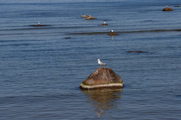 Чайка в Балтийском море в солнечный летний день — стоковое фото