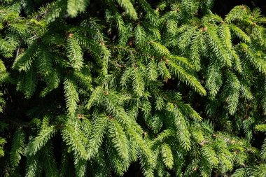 Noel ağacı dallarının arkaplanı.