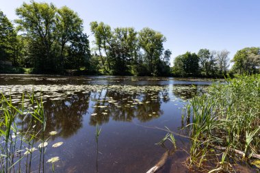 Yaz günü Orman Gölü