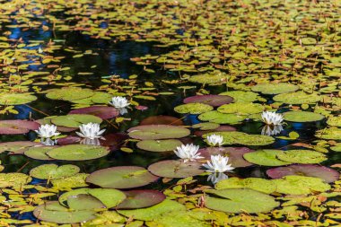 nilüferler göl üzerinde