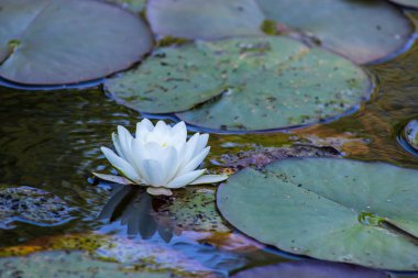 nilüferler göl üzerinde