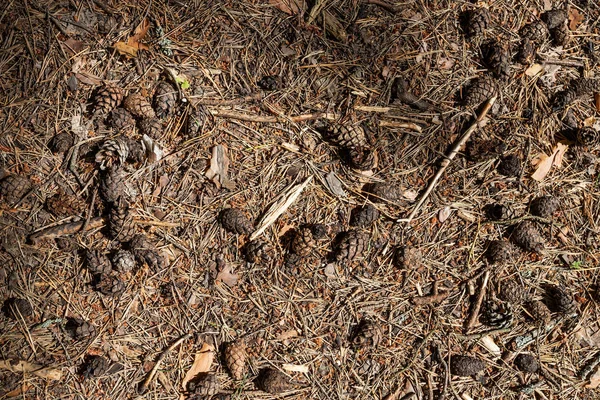 Pino marrón y cono de abeto tendidos en el suelo — Foto de Stock