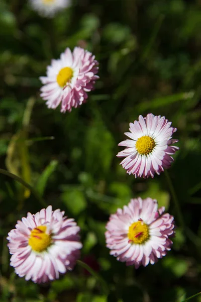 Directly above shot of lawn daisies growing among green grass. — Stock Photo, Image